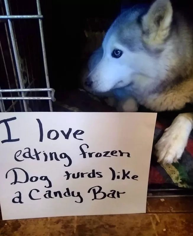 Hilarious dog eats something disgusting