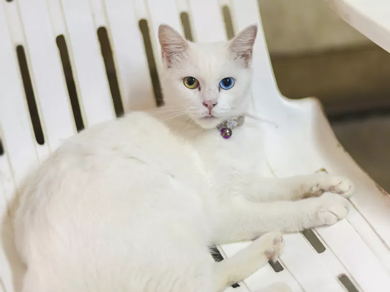 Khao Manee cat