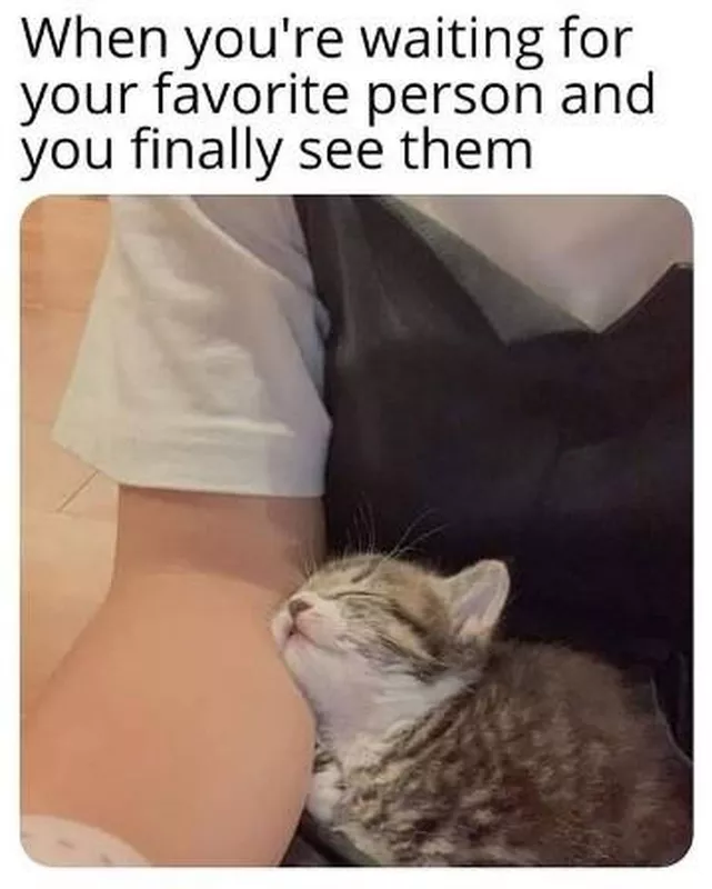 kitten asleep in person's arms