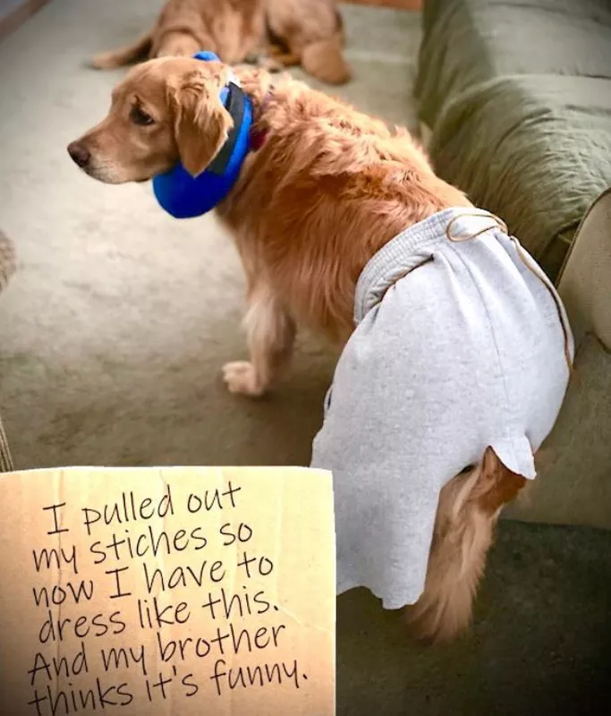 Dog in shorts