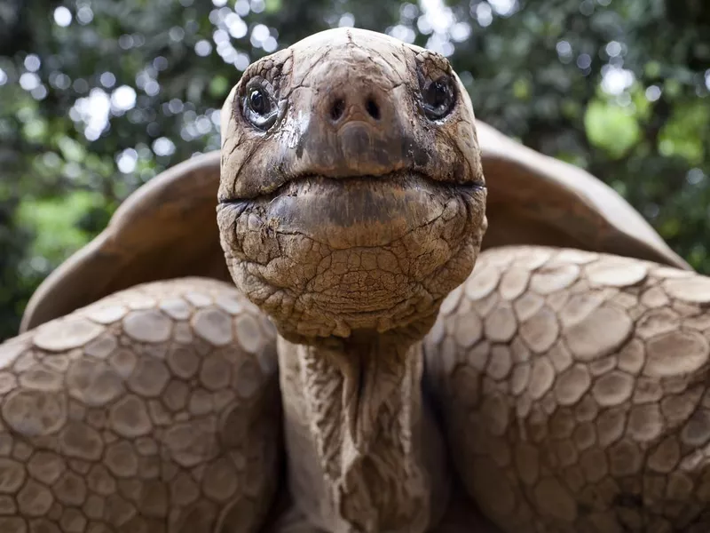 Big tortoise