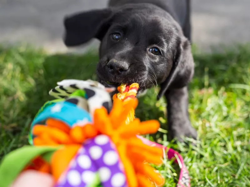 Playful black lab puppy playing tug-of-war with a toy