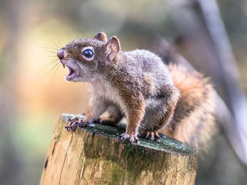 Squirrel Call