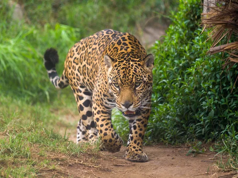 Jaguar