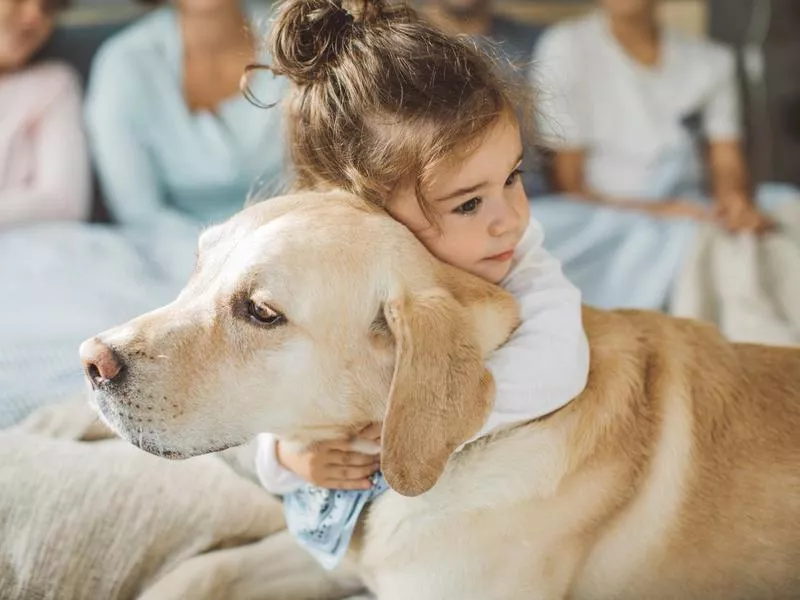 Little girl hugs a Lab