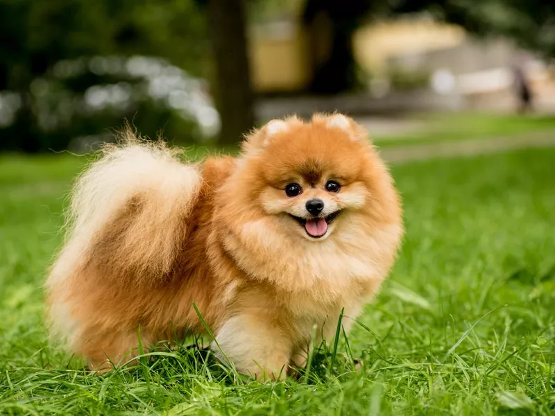 Cute Pomeranian dog at the park