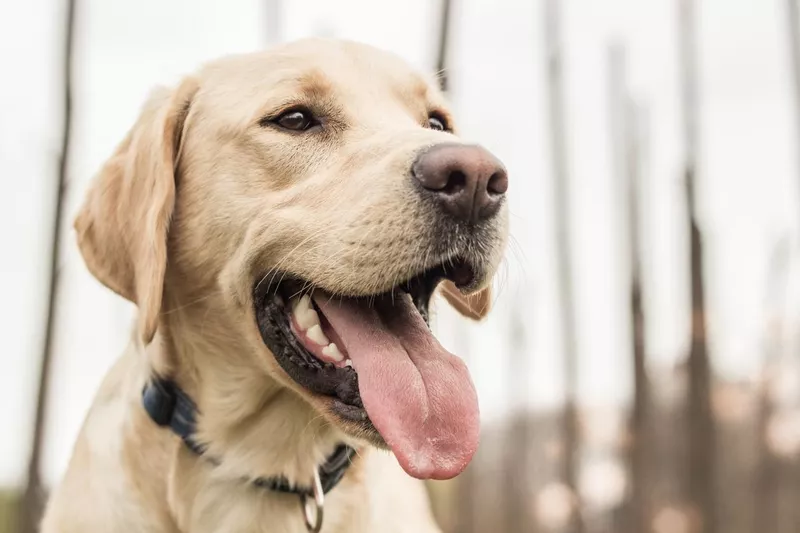 labrador dog in the city park