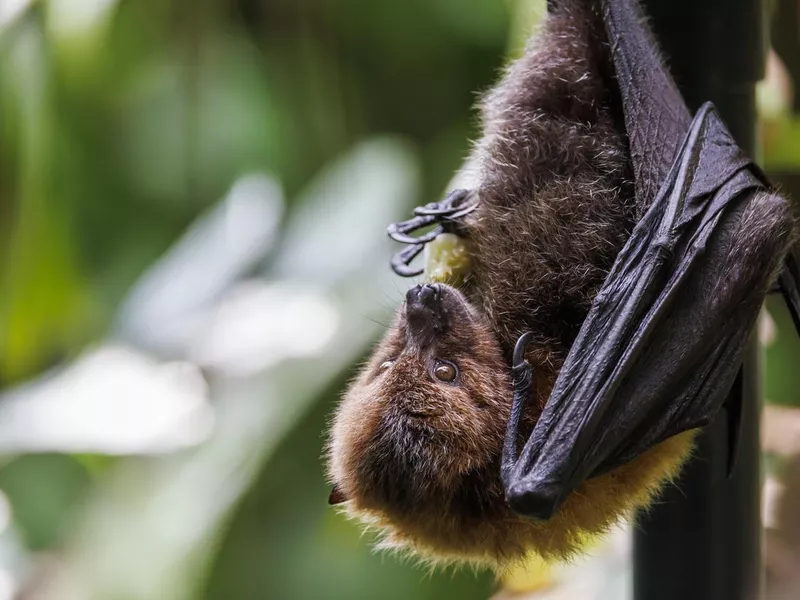Old World fruit bat, or flying fox perching on twig