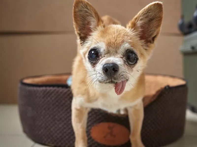 Elderly chihuahua dog standing in a soft den