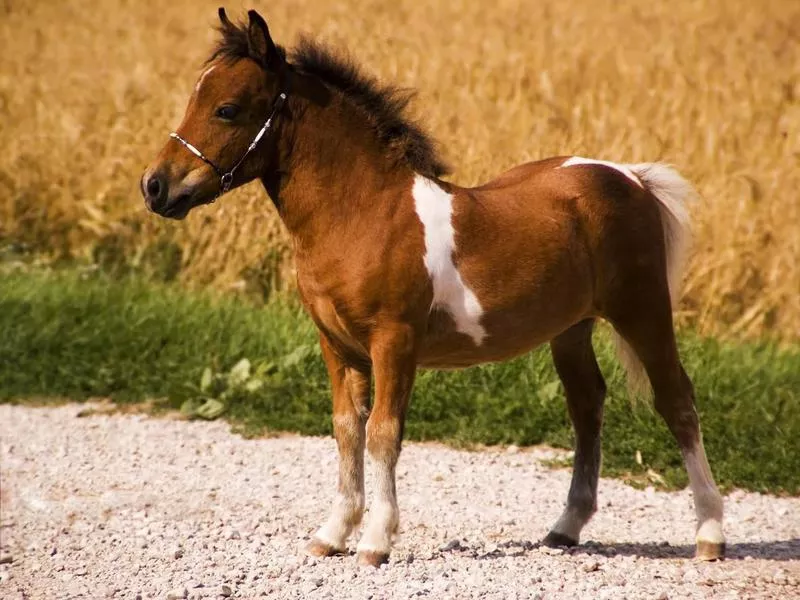 Most Expensive Horse Breeds: Miniature Horse