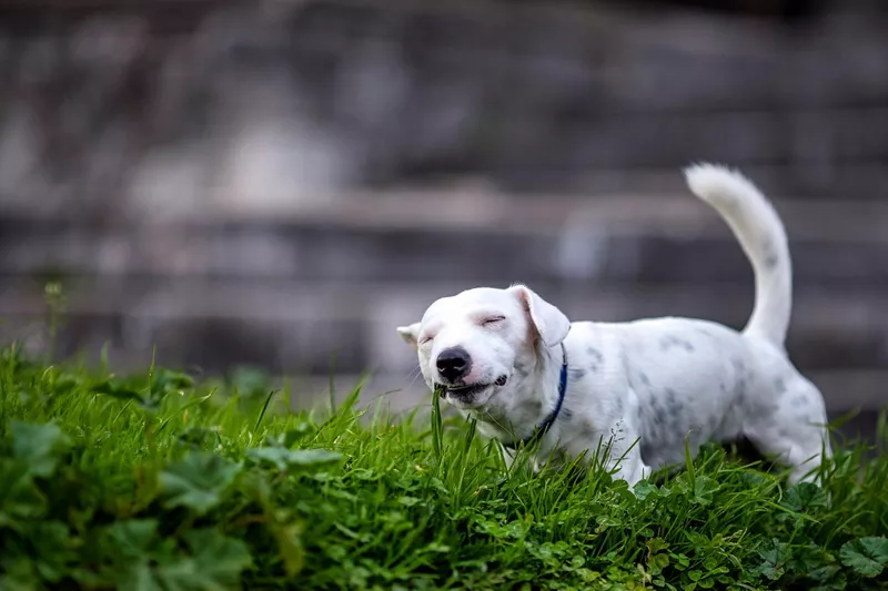 Jack Russell eats grass