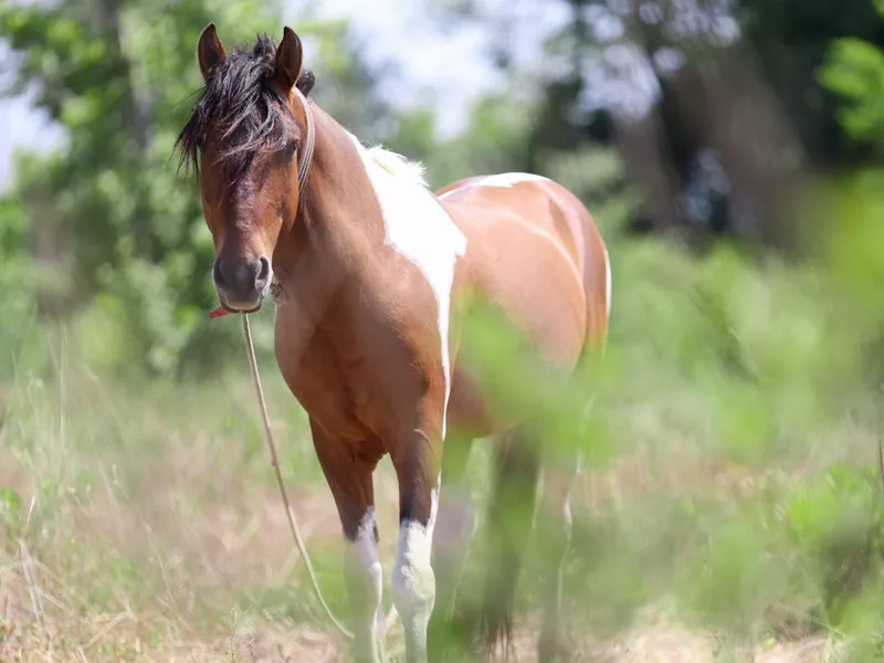 Trakehner