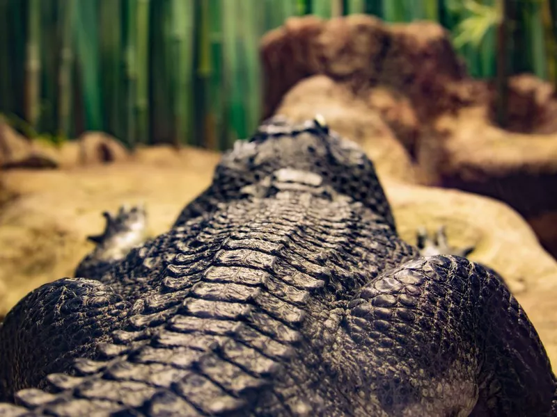 Back of the lying crocodile