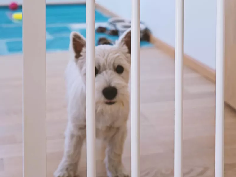 Cute white terrier puppy behind dog fence