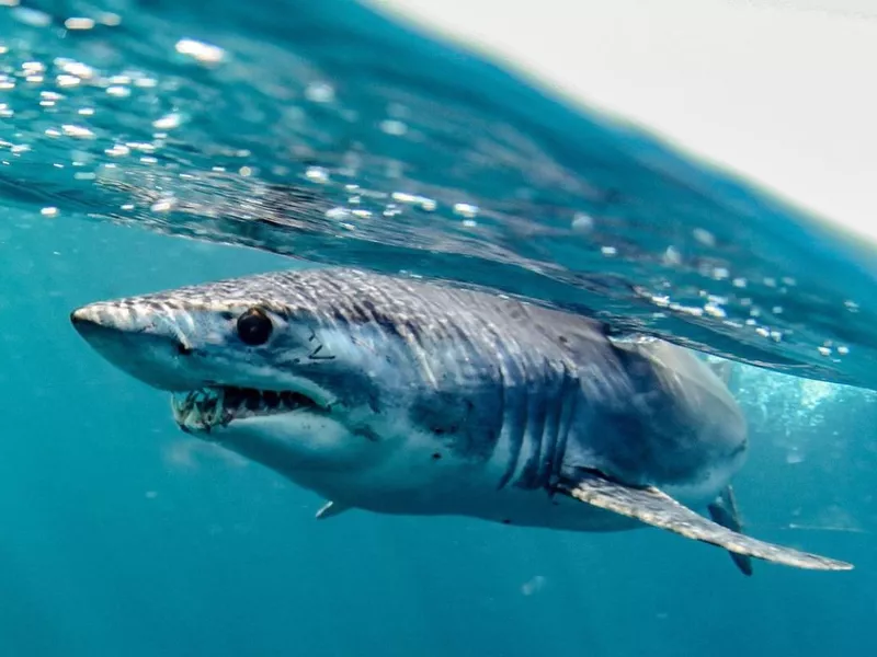Shortfin mako shark