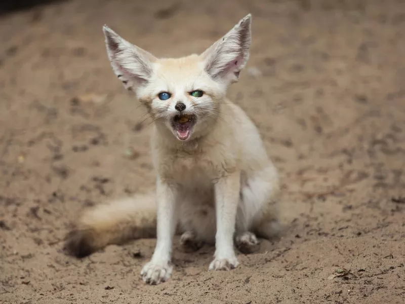 Fennec fox call