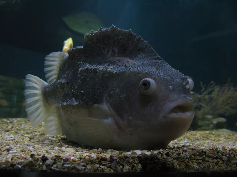 Lumpfish