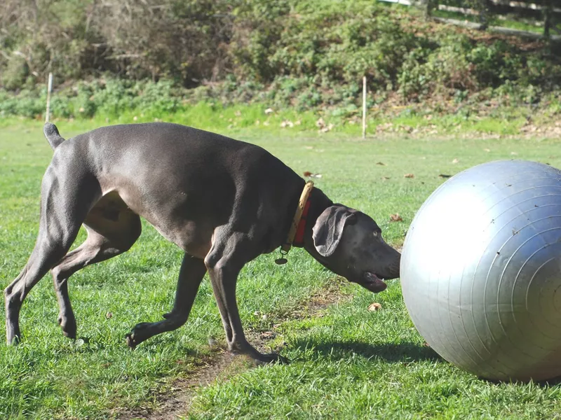 Treibball