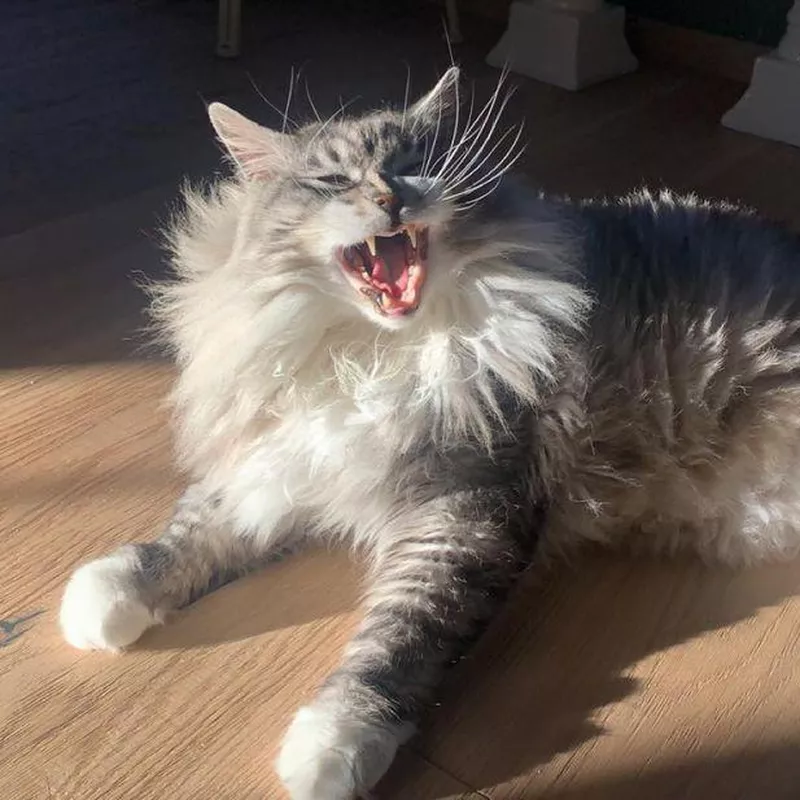 Kurilian Bobtail