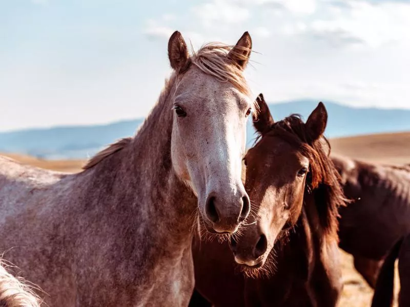 Mustangs are a very expensive breed