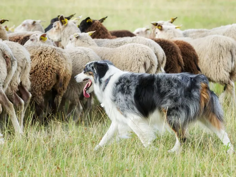 Border collie dog herding a flock of sheep