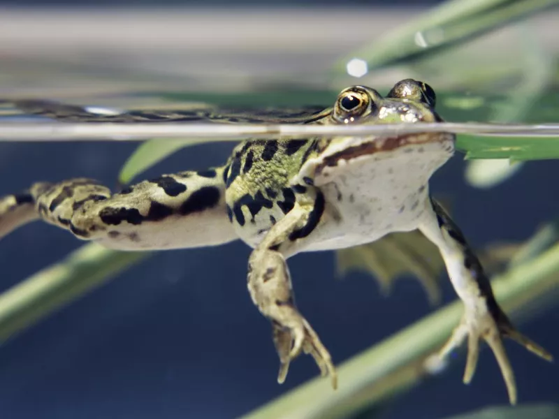Frog in water