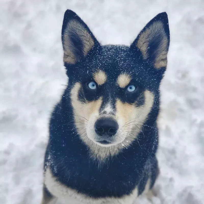Husky Shiba Inu Mix