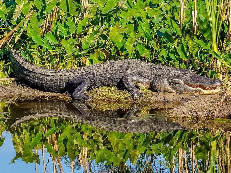 Alligator