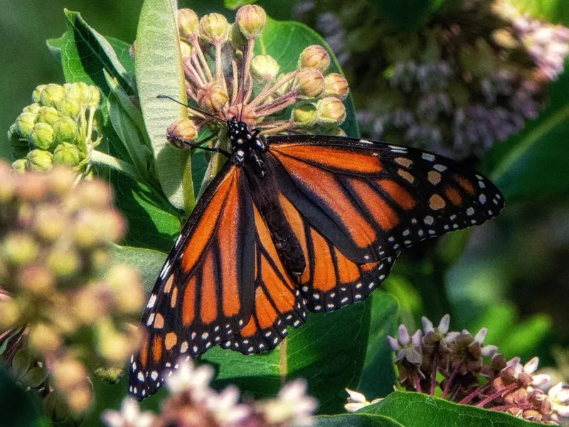 Viceroy butterfly