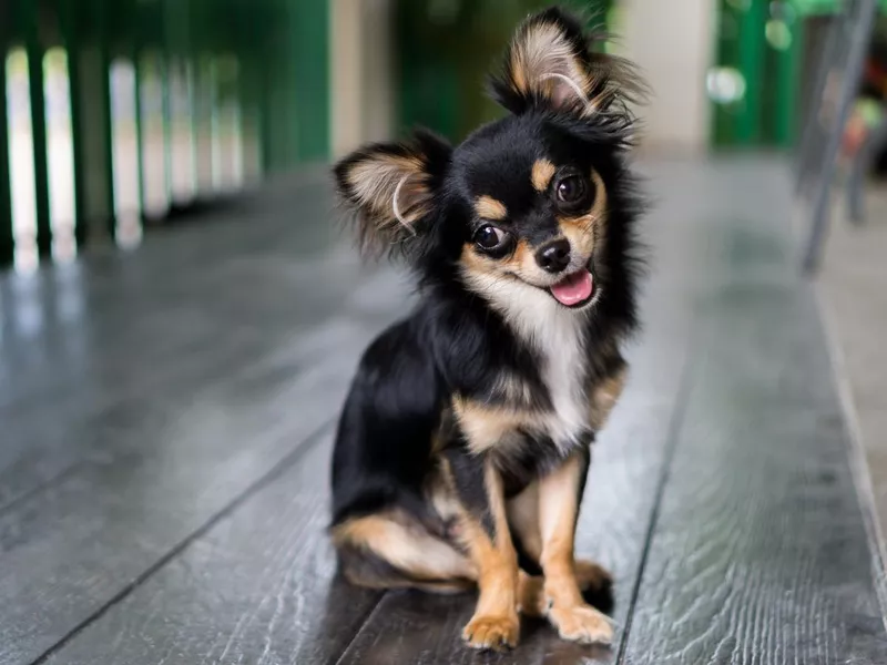 Chihuahua