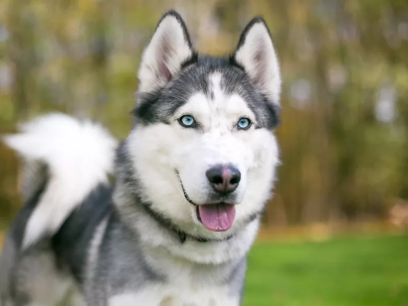 Siberian husky