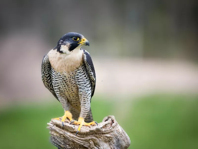 Peregrine Falcon