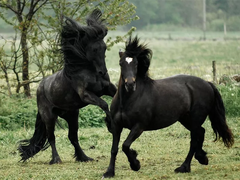 North Swedish Horse