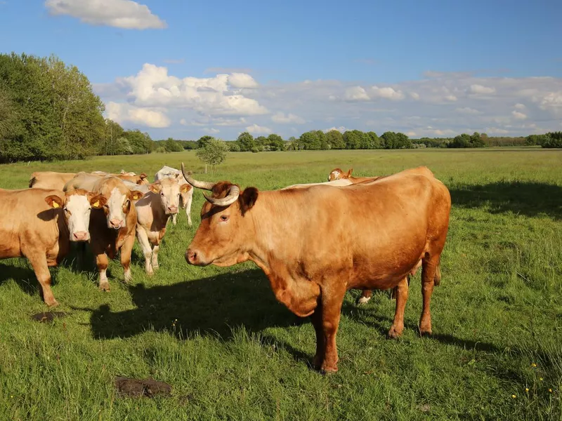 Gelbvieh Cattle