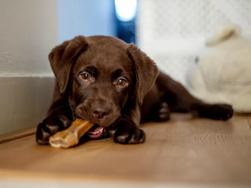 Chocolate labrador puppy chewing a dog bone