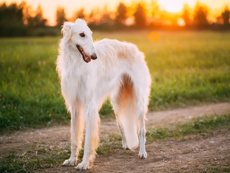 White Borzoi in summer