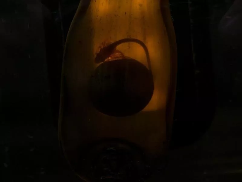Shark embryo