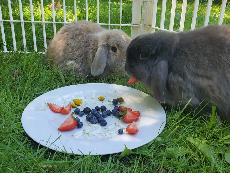 Holland Lop bunnies eating fruit