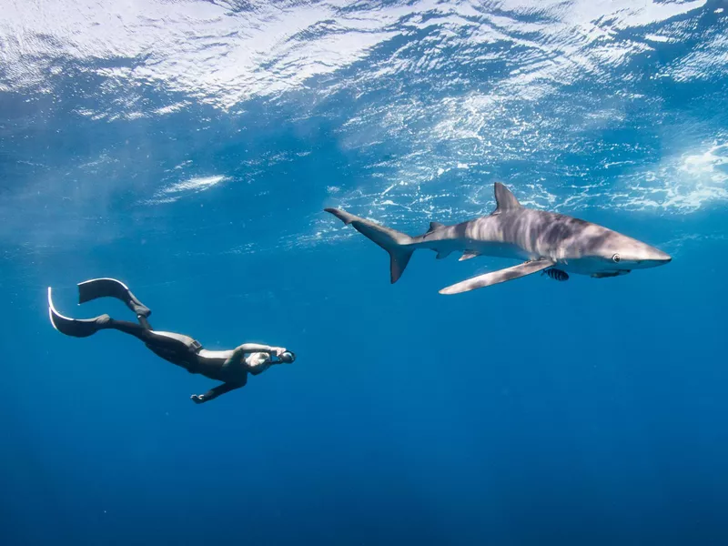 Japanese Freediver and Shark Embrace the Deep Blue on a Sunny Day