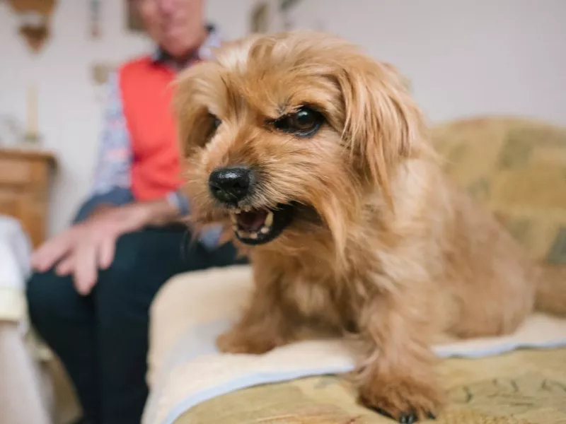 Small dog growl