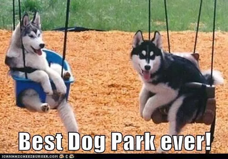 Best dog park meme