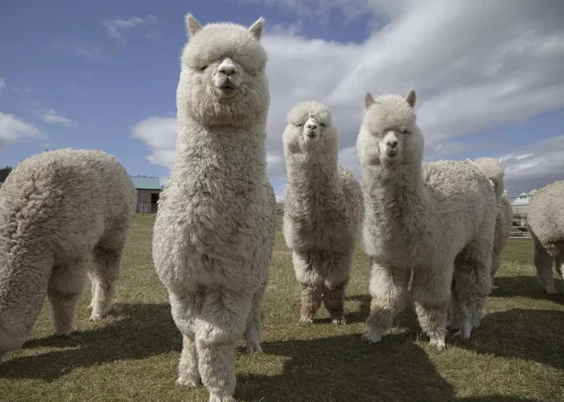 Group of fluffy white alpacas on a farm in Scotland