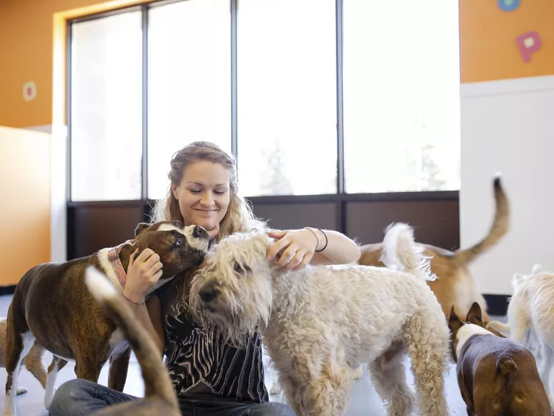 Happy female dog daycare owner playing with, petting dogs