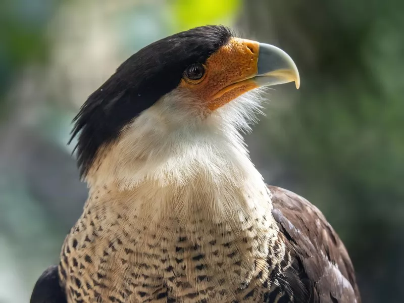 Closeup of the head of a crested caracara (Caracara plancus)
