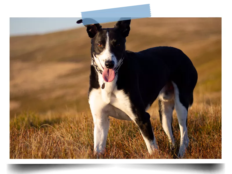 Welsh Collie