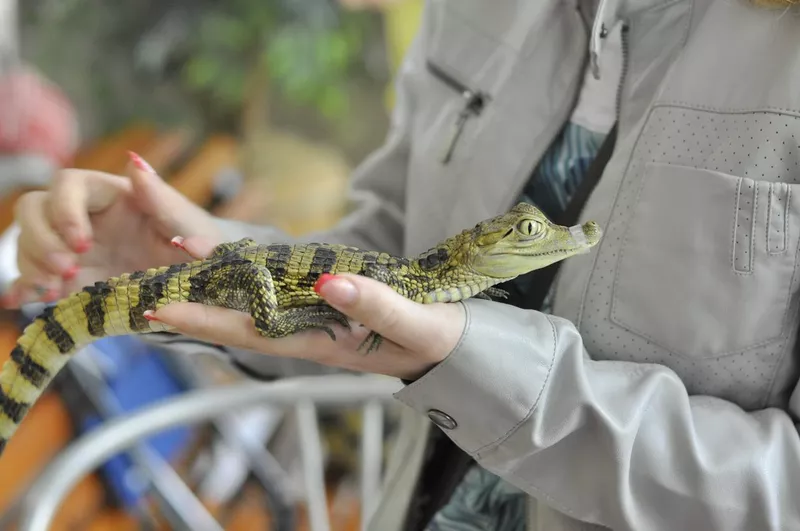 A small crocodile