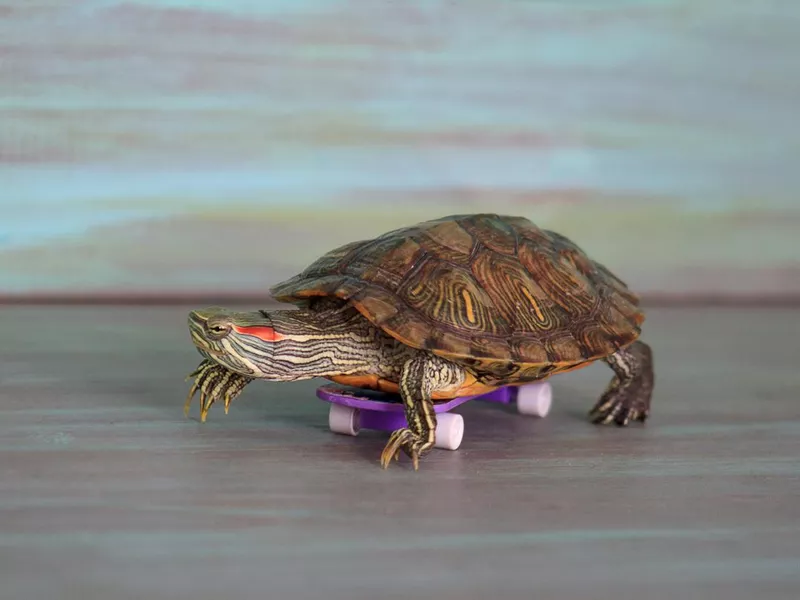 Red-Eared Slider