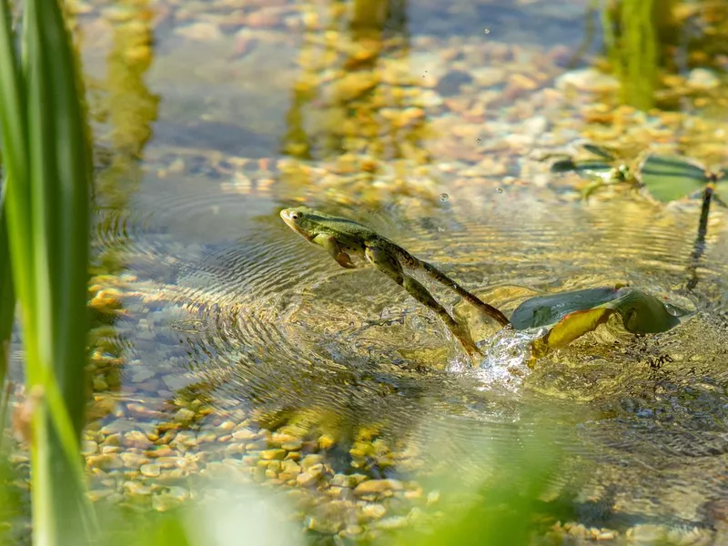 Leaping frog