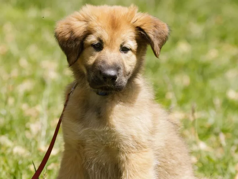 9-Weeks-Old Chinook female sitting on grass and looking away