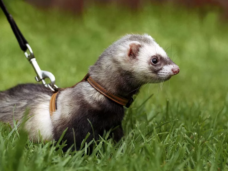 Ferret on a leash in grass